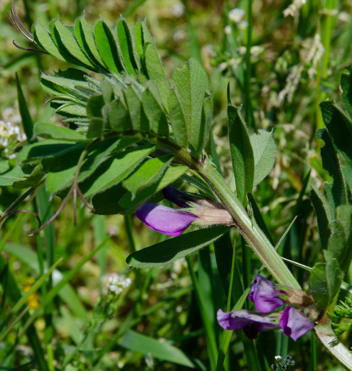 Blüten, Stängel